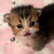 Фут-фетишист